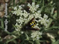 Megascolia maculata